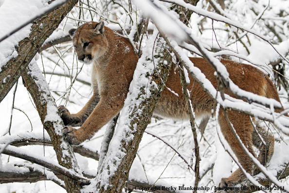 Mountain Lion in tree