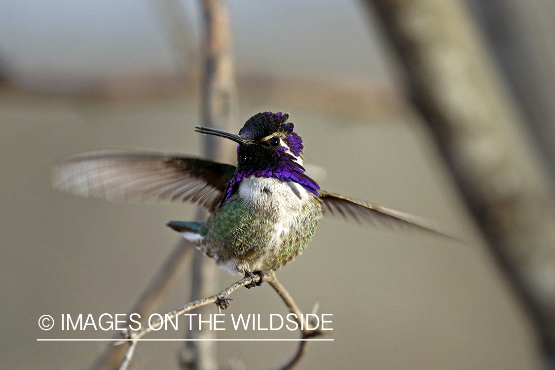 Costa's Hummingbird perched on branch.