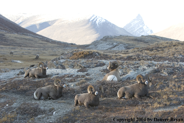 Herd of Rocky Mountain bighorn sheep (rams).