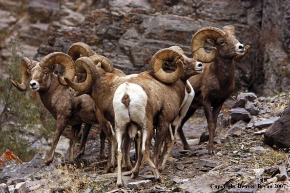 Rocky Mountain Big Horn Sheep