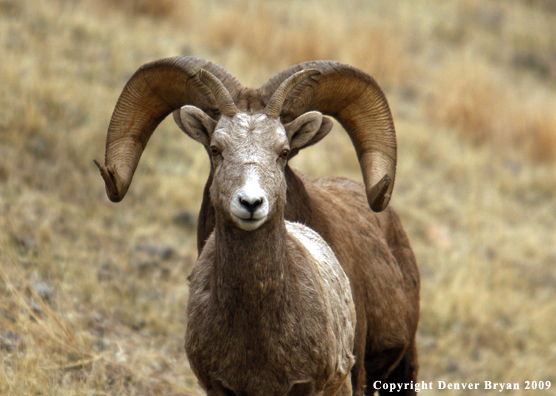 Rocky Mountain Big Horn Sheep
