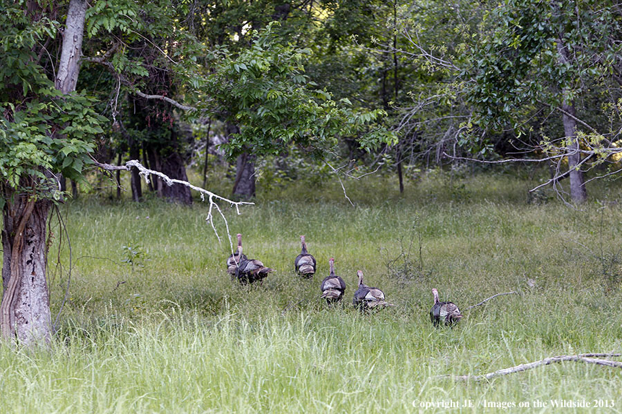 Rio Grande Turkeys in habitat. 