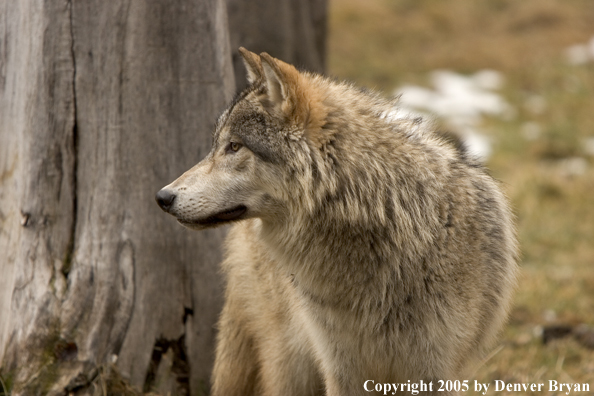 Gray wolf in habitat.