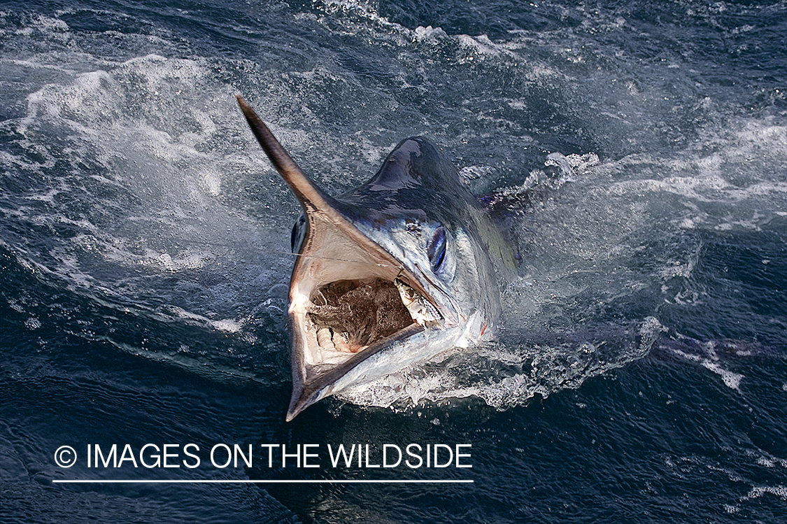 Deep sea fisherman with striped marlin on line.
