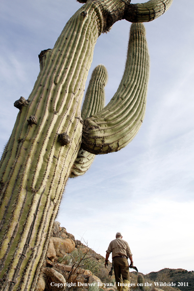 Upland game bird hunter hunting desert quail in Arizona.