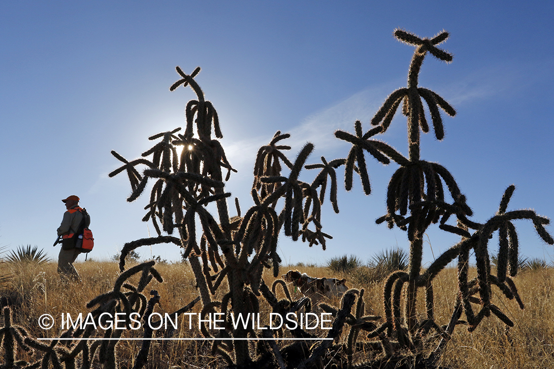 Mearns quail hunting with Brittany Spaniel.