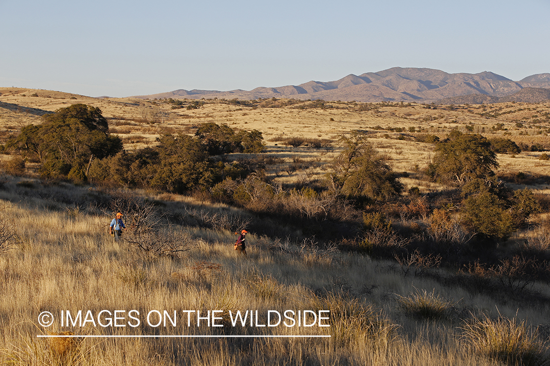 Upland game bird hunters in field.