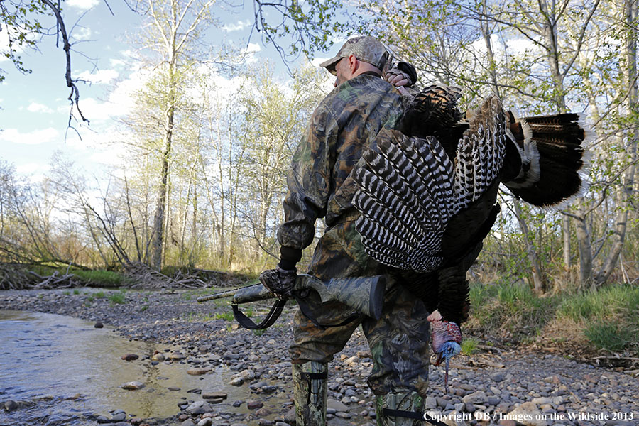 Turkey hunter in field with bagged turkey.