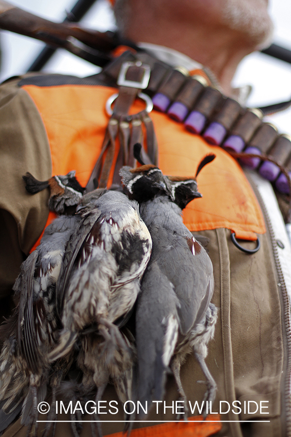 Quail hunter with bagged Gambel's Quails.