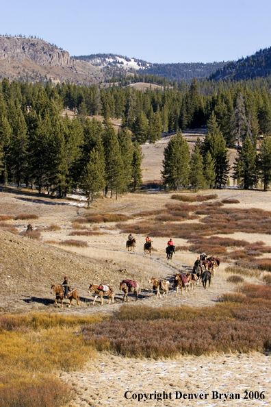 Elk hunters with bagged elk on horse packstring.  
