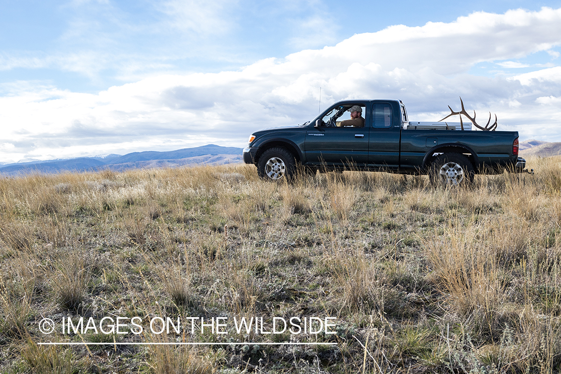 Archery hunter driving out with bagged elk. 