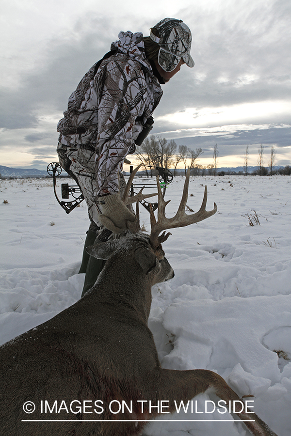 Bowhunter dragging bagged white-tailed deer.