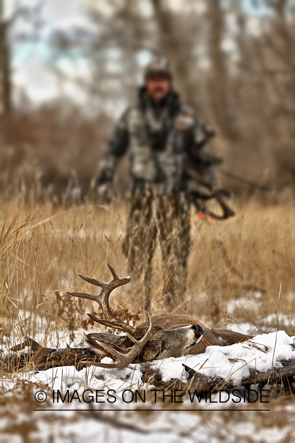 Bowhunter approaching downed white-tailed buck.