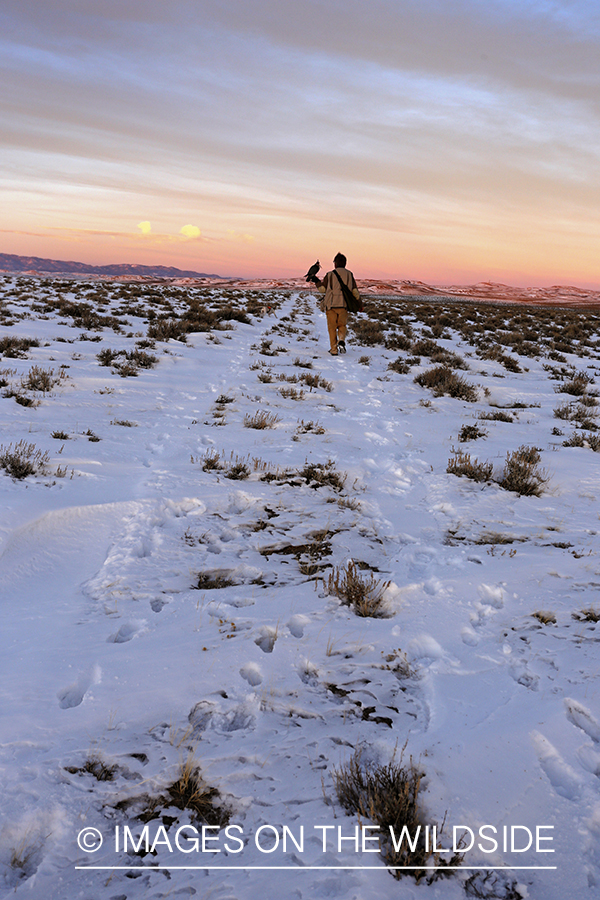 Falconer in field with gyr falcon.