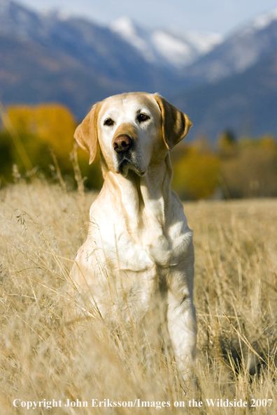 Yellow Labrador Retriever