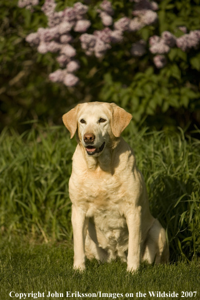 Yellow Labrador Retriever