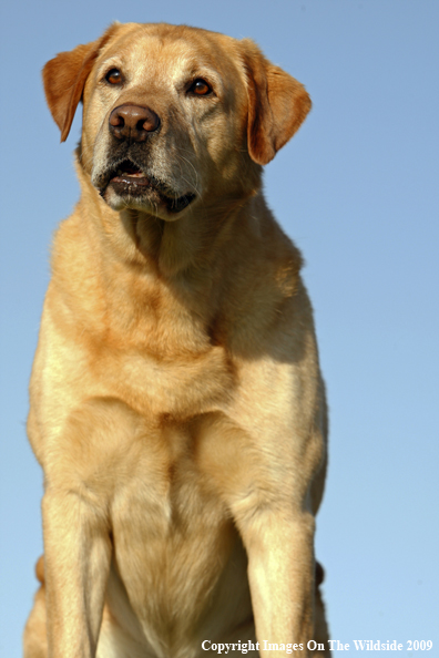 Yellow Labrador Retriever