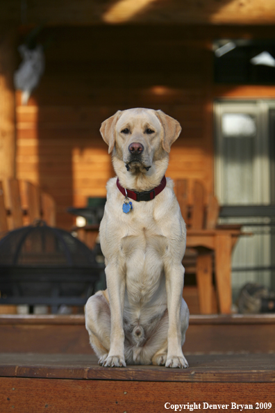 Yellow Labrador Retriever on deck