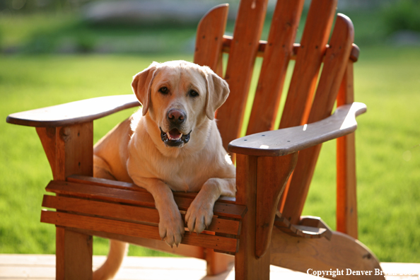 Yellow Labrador Retriever in chair