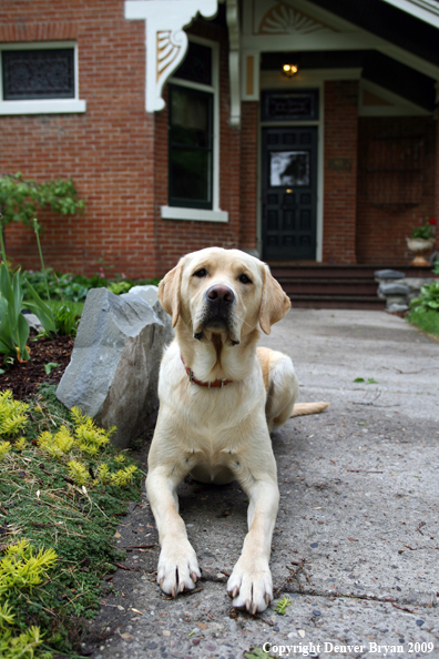 Yellow Labrador Retriever in front of house