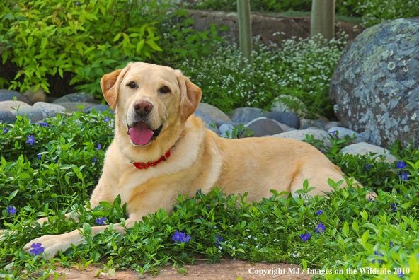 Yellow Labrador Retriever