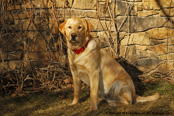 Yellow Labrador Retriever 