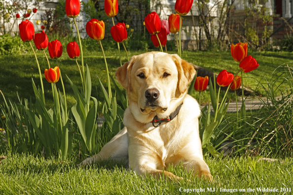 Yellow Labrador Retriever.