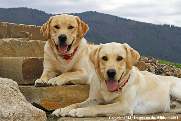 Yellow Labrador Retrievers.