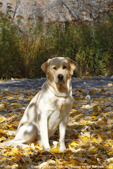 Yellow Labrador Retriever.