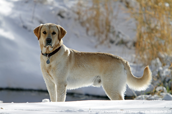 Yellow Labrador Retriever in snow. 