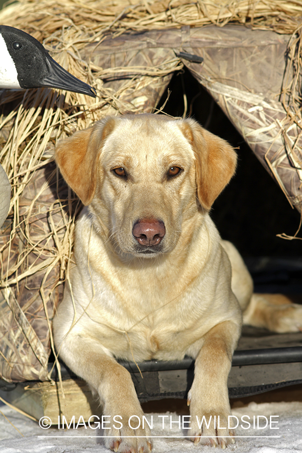 Yellow Labrador Retriever in field