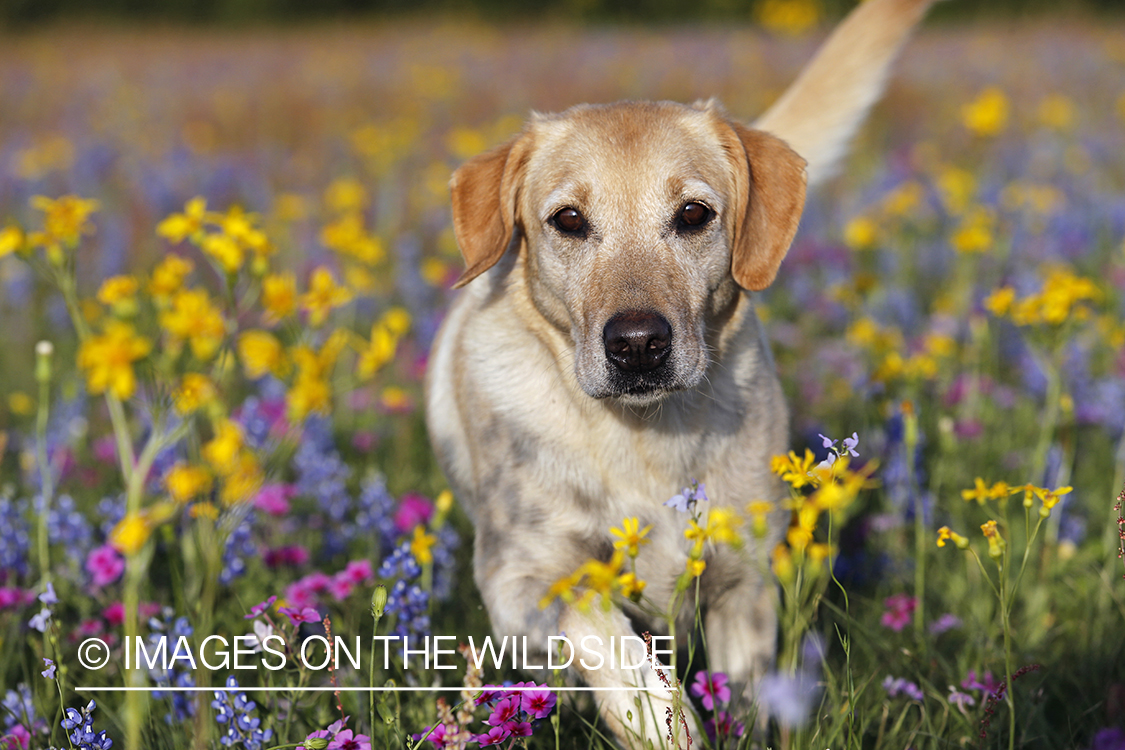 Yellow labrador retriever in field of wildflowers.