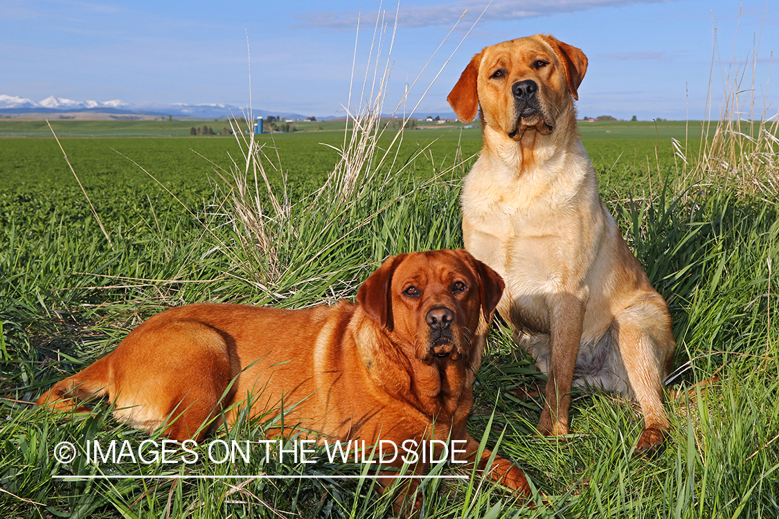 Yellow labs(fox color) in field.