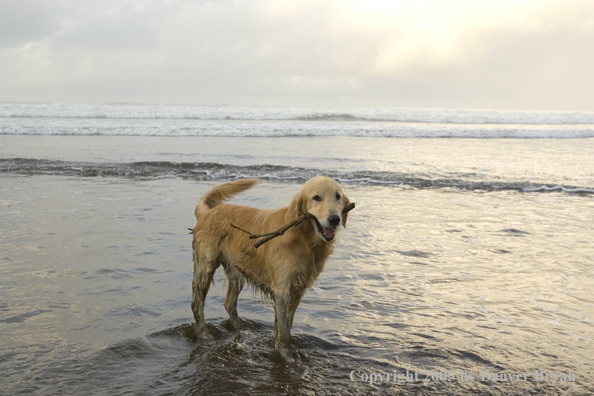 Golden Retriever on ocean beach.