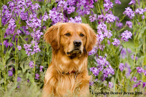 Golden Retriever with flowers.