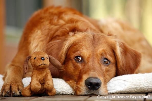 Golden Retriever on porch with toy