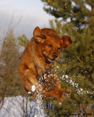 Golden Retriever in the winter