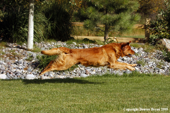 Golden Retriever in Motion