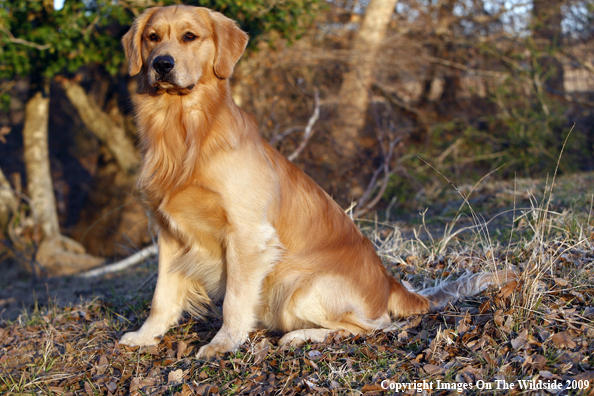 Golden Retriever