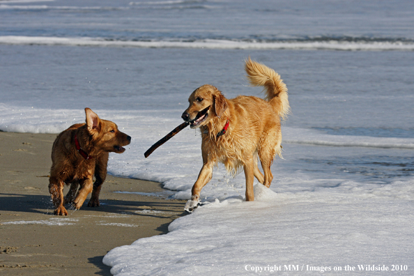 Golden Retrievers playing on beach