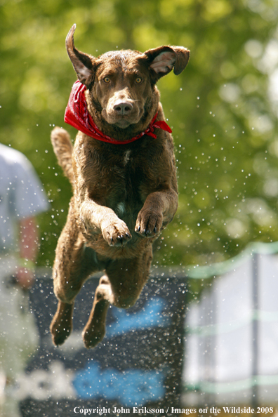 Chesapeake Bay Retriever jumping