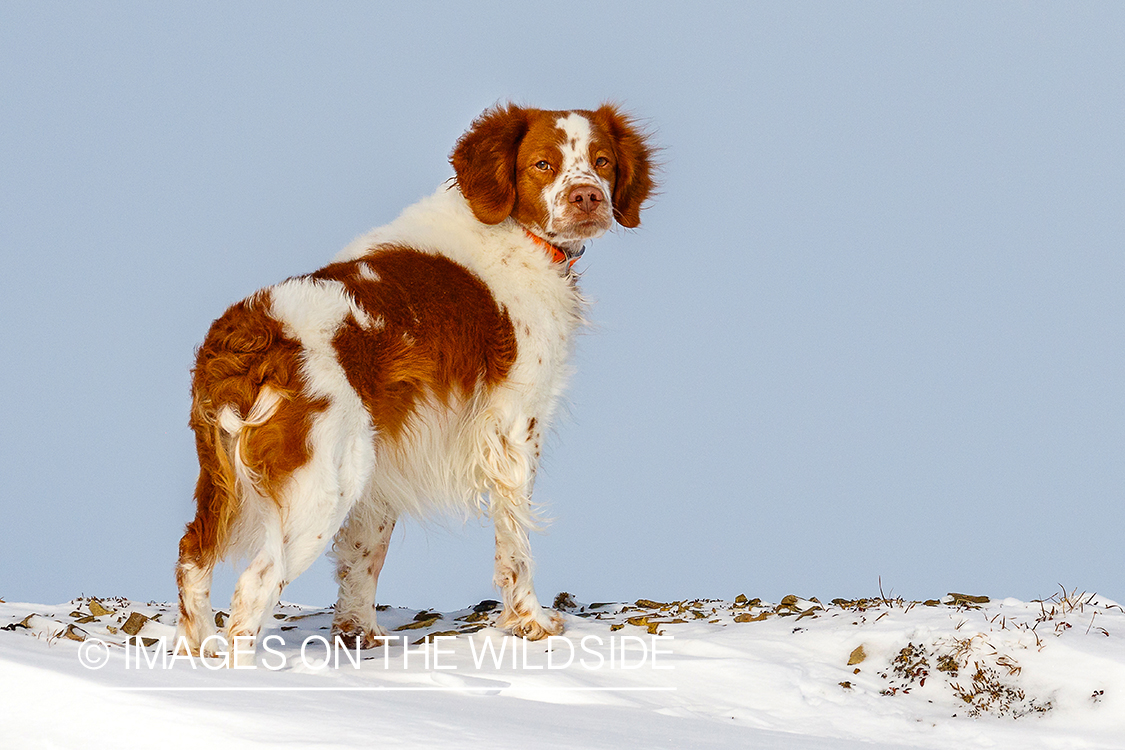 Brittany Spaniel in snow.