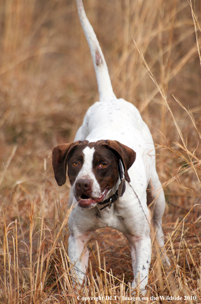 English Pointer in field