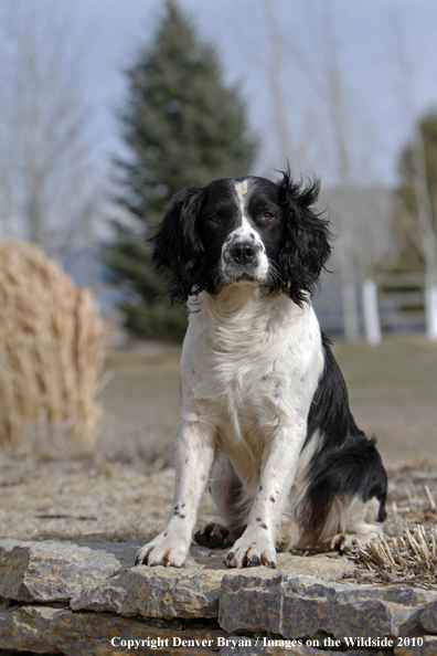Springer Spaniel.