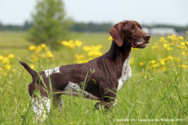 German Shorthair Pointer