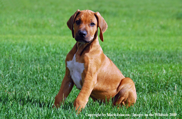 Rhodesian Ridgeback puppy in yard.