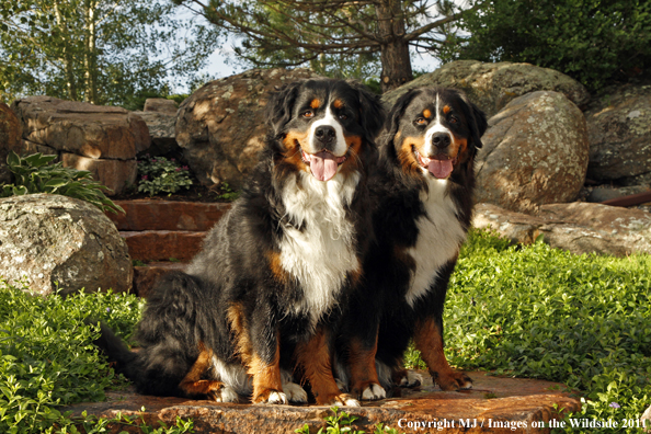 Bernese Mountain Dogs. 