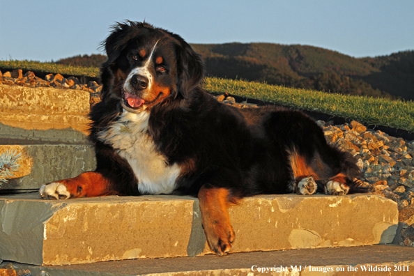 Bernese Mountain Dog.