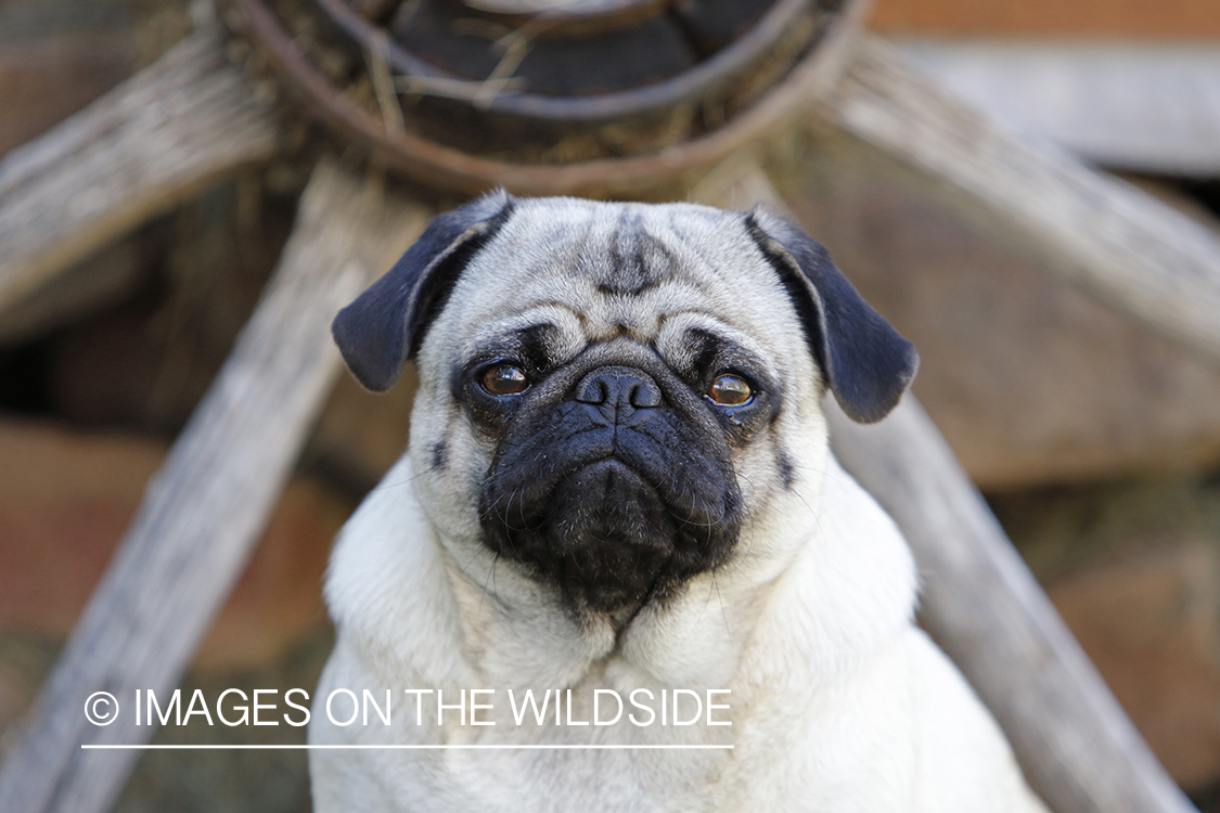 Pug sitting in front of wagon wheel.