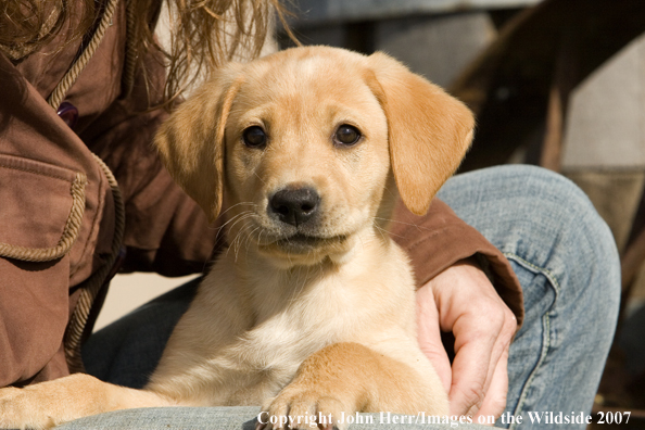 Yellow Labrador Retriever puppy.